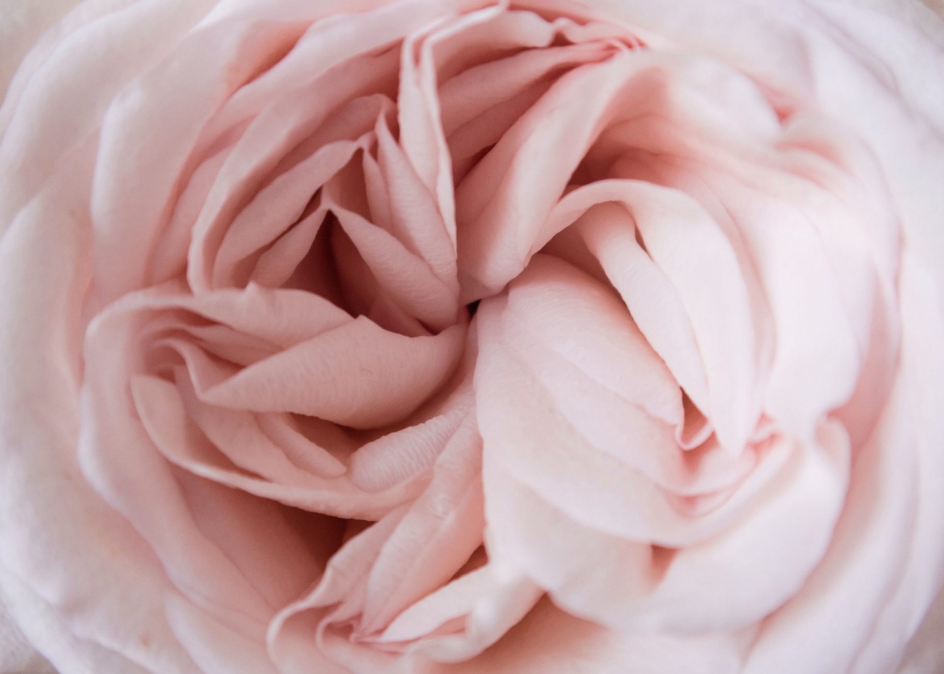 COLPOSCOPIA / VULVOSCOPIA: flor rosa clarinha